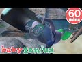 Come Swim With Me 60 Mins Of Music Videos For Kids Baby Genius