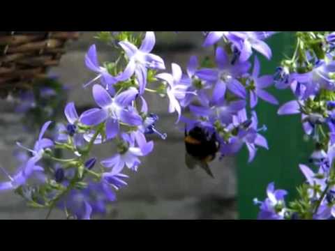 Happy Birthday Carmen