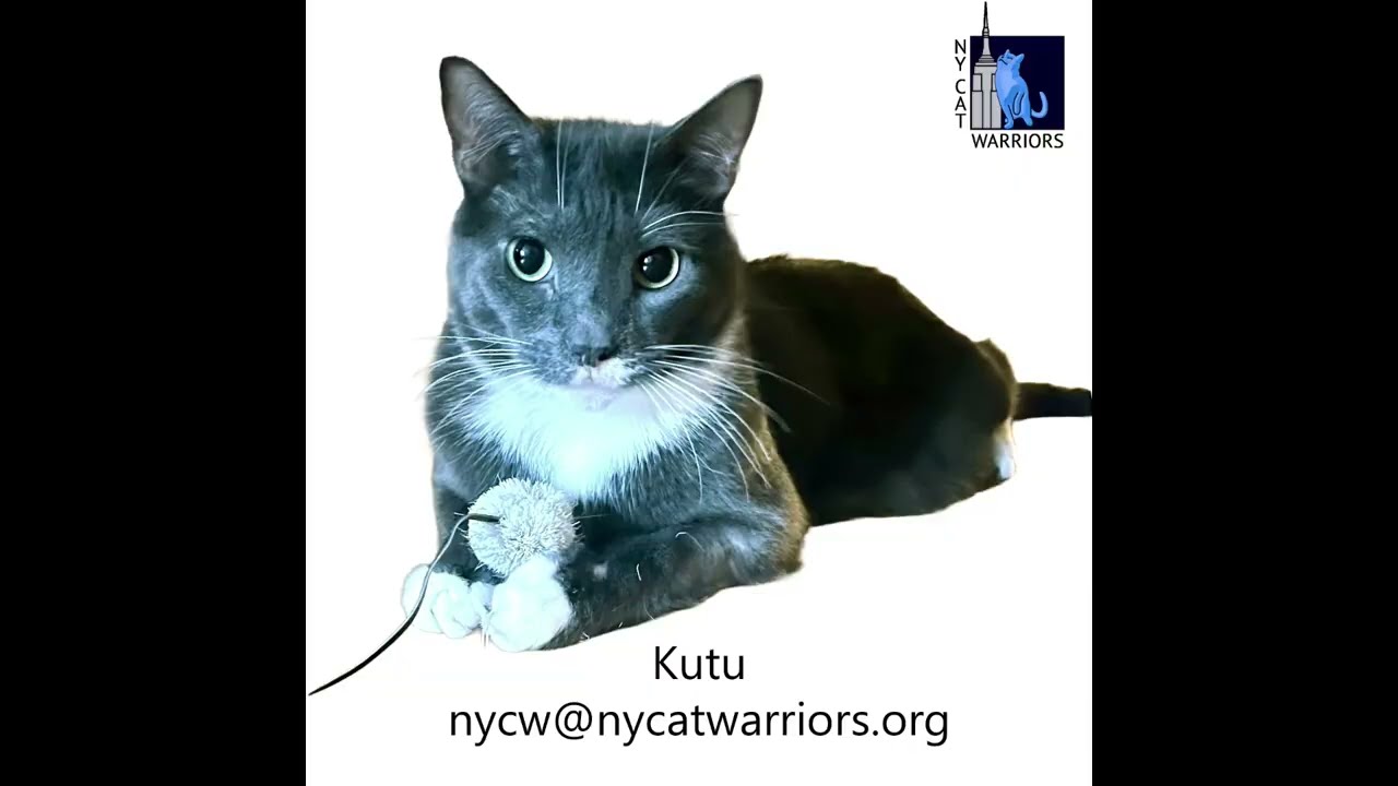 Enlarge Kutu, a ADOPTABLE Domestic Short Hair in New York, NY video 1/6