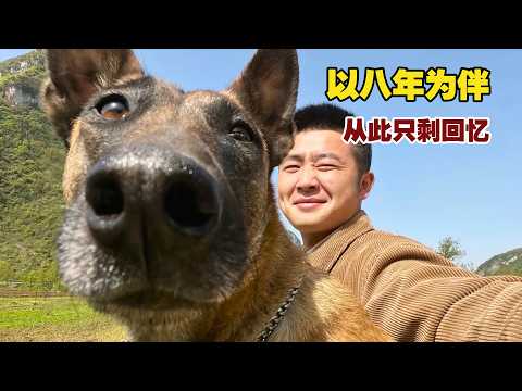 它不是一只普通的狗，是我黑暗岁月里，唯一不肯放弃我的光! 【小白的奇幻旅行】#告别 #狗狗故事