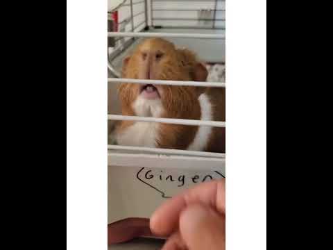 Crystal the Pet Nanny. LLC video.