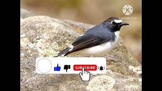 Download lagu Kicauan suara burung Kacer air pancingan suara burung Kacer air masteran burung Kacer air mp3