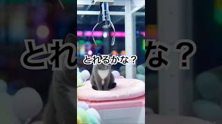 UFOキャッチャーの景品になる（そらまる）#cat #ゲームセンター