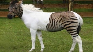Most AMAZING Real Animal Hybrids!