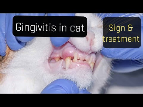 Gingivitis in cat ; Introduction, Sign & treatment.
