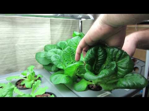 03.01.2016 First Hydroponic Lettuce Harvest