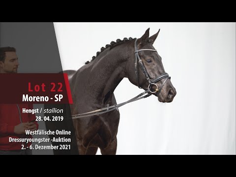 Online Dressuryoungster-Auktion Lot 22 Moreno - SP Hengst v. Morricone I - For Romance I