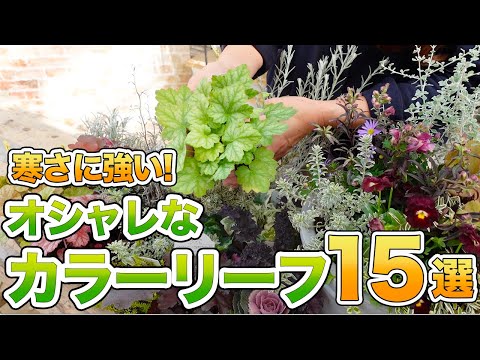 園芸 ウィンターグリーン、カナディアンティー、アリシエ