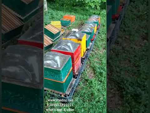 Kako pravilno sakupiti pčeljinji otrov *** How to properly collect bee venom* www.medno.net