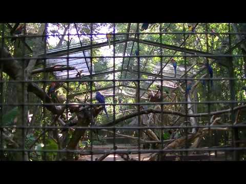 05 Jaula guacamayo - 360° REGIONAL - Marzo 212