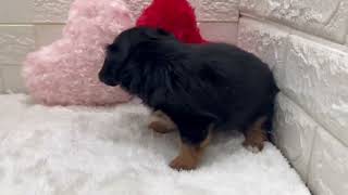 ハーフ犬の動画01