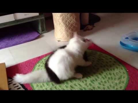 Our 3 month-old kittens. A Persian/Ragdoll crossbreed. Snowy white and Chucky blackie.
