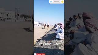 Live Race Camel 🐪 Original Talent Of Oman,