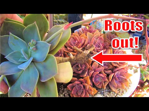 2nd YouTube video about how long can succulents go without water