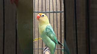 Download lagu Lovebird ngetik lanjut ngekek panjang mp3 Download lagu Lovebird ngetik lanjut ngekek panjang mp3