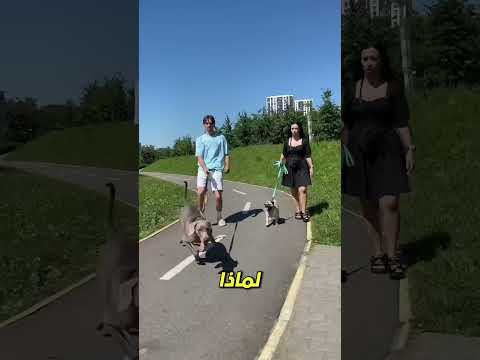 نزهة في الحديقة… لكن ما حدث كان مفاجئًا! 😳🌳