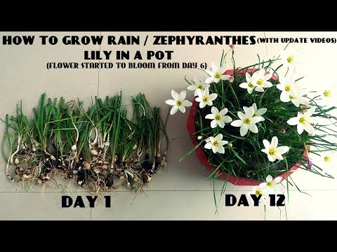 How to Grow Lily Flower Plant