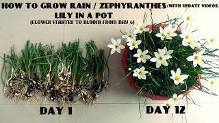 How to Grow Rain / Zephyranthes Lily in a Pot (With Update Videos)