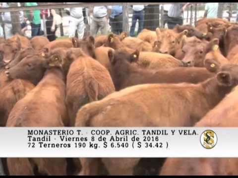 08-04-16 Venta de Machos - Monasterio T. - Coop. Agric. Ganad. Tandil y Vela - Tandil.