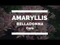 Amaryllis Belladonna Belladonna Lily Naked Lady Lily Care