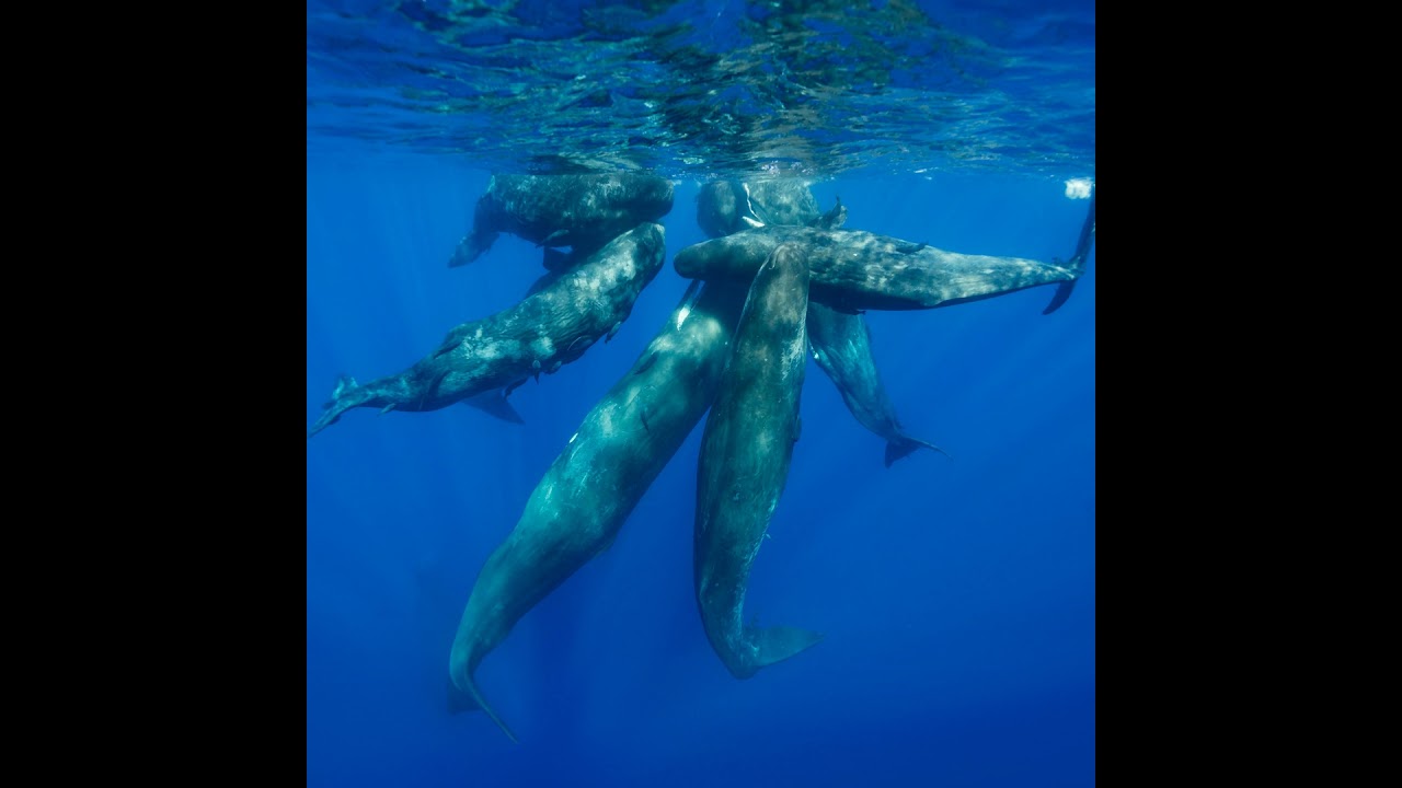 Deep Listening: Whale Culture, Interspecies Communication, and Knowing Your Place | Shane Gero