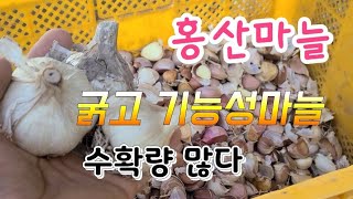 신품종 홍산마늘이 대세다 기능성  홍산마늘 굵고 수확량이 많다