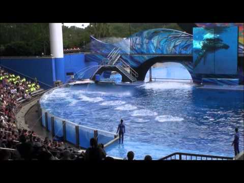 Seaworld Killer Whale Show May 2012