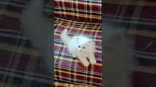 Himalayan Persian Cats Videos