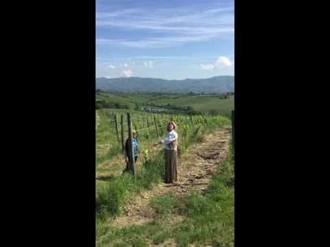 In the vineyards of Cerreto Guidi Tuscany