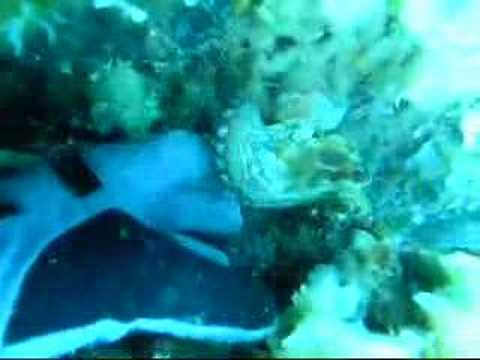 Verrückter Oktopuss, mit der M/S Vranjak