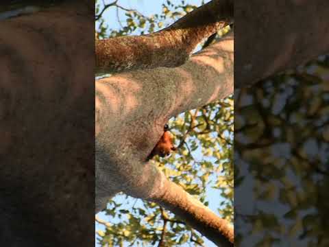 Letuška obrovská červená (Petaurista petaurista) — RER Sumatra