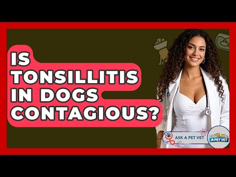 Is Tonsillitis In Dogs Contagious? - Ask A Pet Vet