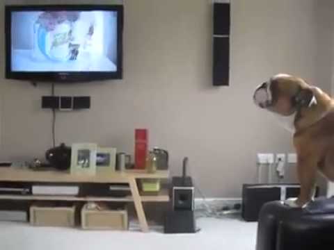 Dog thinks he's an Elephant!