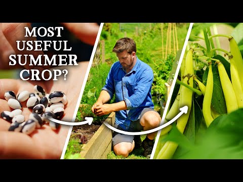 Why You Need to Grow MORE Bush Beans This Summer!
