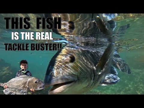 MUSSEL CRACKER TESTED HIS SKILLS AMONGST THE ROCKS! FISHING FOR GALJOEN AND THIS FISH ATE THE BAIT!