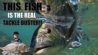 Download lagu MUSSEL CRACKER TESTED HIS SKILLS AMONGST THE ROCKS! FISHING FOR GALJOEN AND THIS FISH ATE THE BAIT! mp3