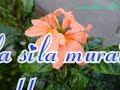 Kurukku Sirithavalae WhatsApp Status Mudhalvan Lyrics A R Rahman Vairamuthu
