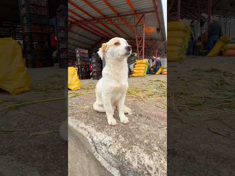 ¿En que creen que pensaba Firulais mientras esperaba a su dueño?