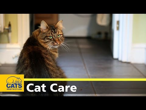 Caring for your cat - keeping indoor cats happy