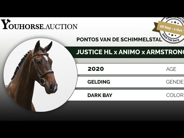 Pontos van de Schimmelstal flatwork & small course