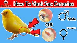 How To Vent Sexing Canaries &amp; Finches