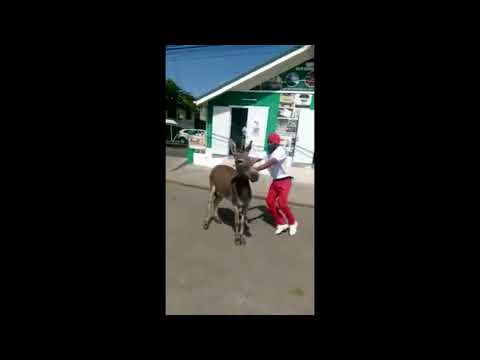 Super Flying Flint wants to know if he should carry his Donkey to the Soca Monarch Semi-Finals