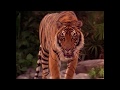 Shere Khan Ost Theme