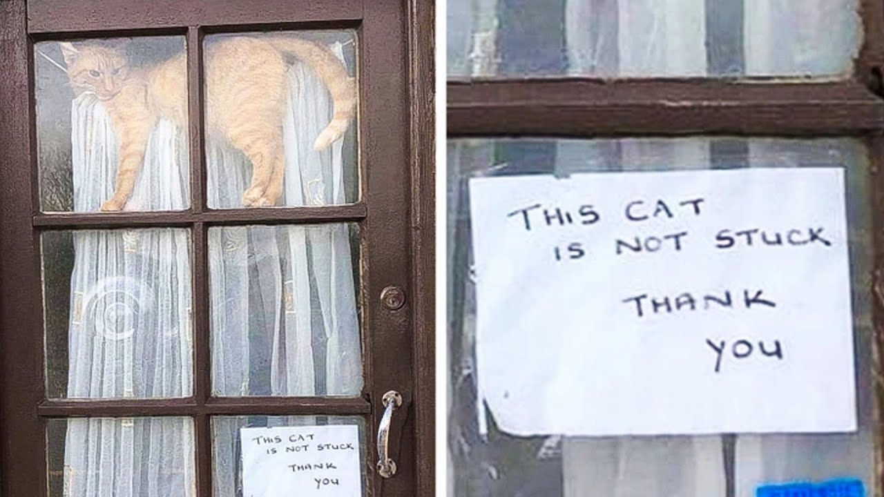 Situations That Only Cat Owners Can Truly Understand