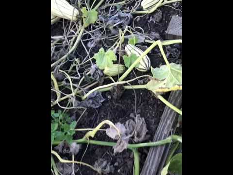 Harvesting delicata squash!