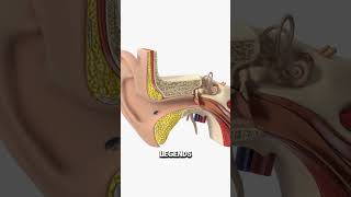 Why You Should Check Your Ears For Bugs 😨
