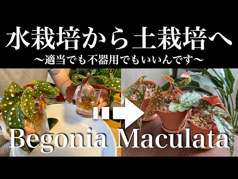マクラータベゴニアの管理方法は？緑の親指を持っていない人にとって理想的な植物です。  庭園