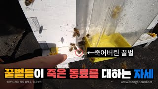 꿀벌들의 죽음에 관하여