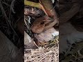 Myna Bird Tiny Babies P 17 Shorts Shortsvideo Ytshorts Trendingshorts Short