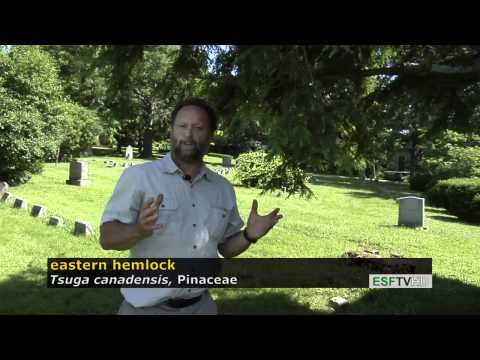 Trees with Don Leopold- eastern hemlock